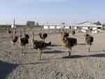 world ostrich association
