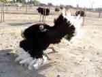 world ostrich association